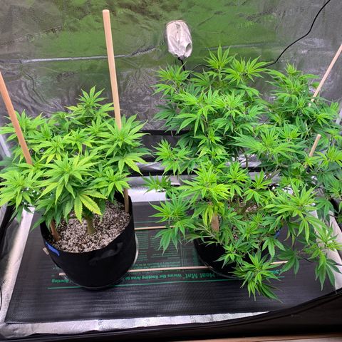 Lemon Pie growlog photo: Heating pad with probe in soil installed 