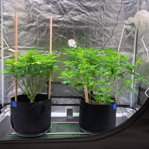 Lemon Pie growlog timeline photo