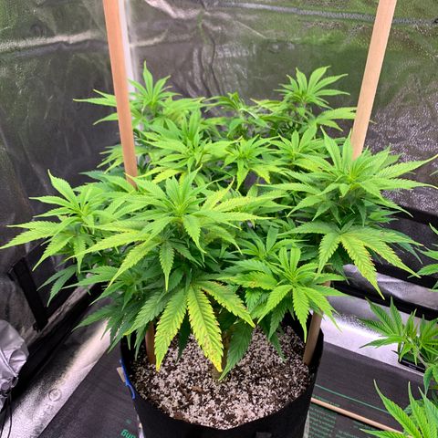Lemon Pie growlog photo: Just going with it.  Is she still light burned?  I dunno.  See some leaf tips curling up, leaves are a little light green. Lights are at 5.1ish and I can dimm them or raise lights any higher at this stage.  I’m supposed to be increasing the light then lowering!