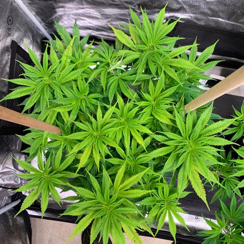 Lemon Pie growlog photo: Just going with it.  Is she still light burned?  I dunno.  See some leaf tips curling up, leaves are a little light green. Lights are at 5.1ish and I can dimm them or raise lights any higher at this stage.  I’m supposed to be increasing the light then lowering!