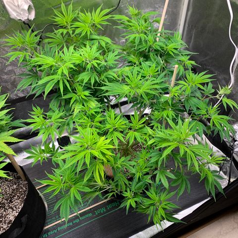 Cherry Blossom CBD growlog photo: She’s doing really well it seems