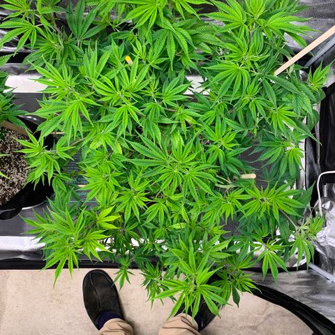 Cherry Blossom CBD growlog photo: She’s doing really well it seems