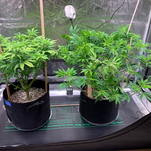 Lemon Pie growlog photo: LST’d the cherry blossom a bit to get the canopy the same height (only 3 days into flowering cycle).  Seeing a little bit of tips pointing up on the lemon pie so I inched the lights up maybe 1 more inch.  They literally can’t go any higher!  They’re ate 42” of the marched canopy right now.  Don’t want to dim the lights any.  Holding at 5.1