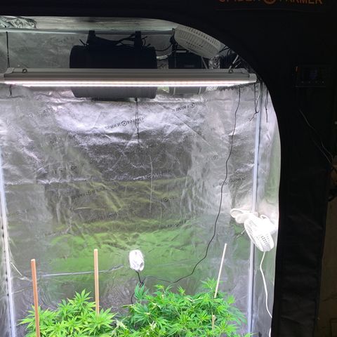 Lemon Pie growlog photo: LST’d the cherry blossom a bit to get the canopy the same height (only 3 days into flowering cycle).  Seeing a little bit of tips pointing up on the lemon pie so I inched the lights up maybe 1 more inch.  They literally can’t go any higher!  They’re ate 42” of the marched canopy right now.  Don’t want to dim the lights any.  Holding at 5.1