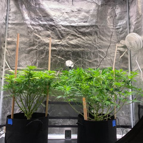 Lemon Pie growlog photo: LST’d the cherry blossom a bit to get the canopy the same height (only 3 days into flowering cycle).  Seeing a little bit of tips pointing up on the lemon pie so I inched the lights up maybe 1 more inch.  They literally can’t go any higher!  They’re ate 42” of the marched canopy right now.  Don’t want to dim the lights any.  Holding at 5.1