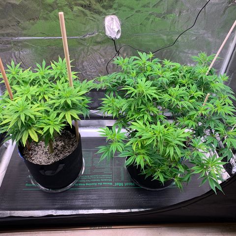 Lemon Pie growlog photo: Lookin good.