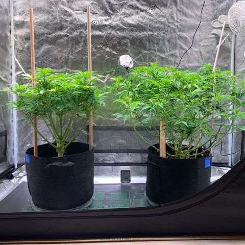Lemon Pie growlog photo: Lookin good.