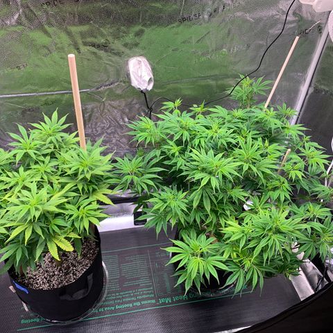 Lemon Pie growlog timeline photo