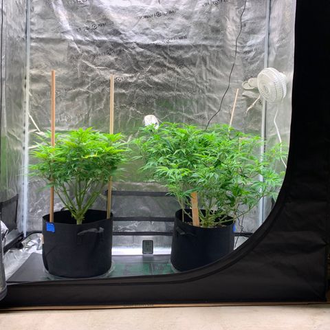 Lemon Pie growlog timeline photo