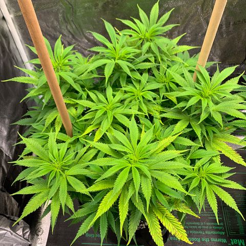 Lemon Pie growlog photo: Not noticing new evidence of major light burn at this height and brightness 5.5ish