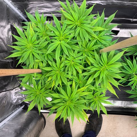 Lemon Pie growlog photo: Not noticing new evidence of major light burn at this height and brightness 5.5ish