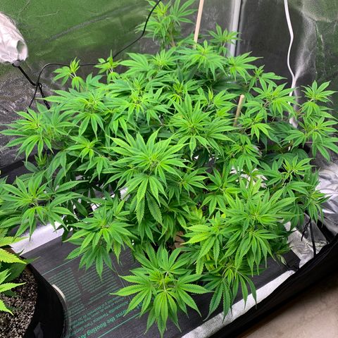 Lemon Pie growlog photo: This lady is growing fast AF!  Also not noticing evidence of major light burn at this height brightness 