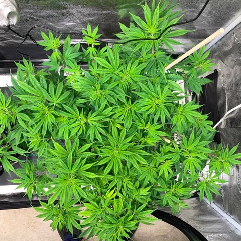 Lemon Pie growlog photo: This lady is growing fast AF!  Also not noticing evidence of major light burn at this height brightness 