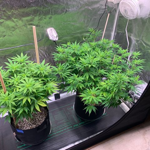 Lemon Pie growlog timeline photo