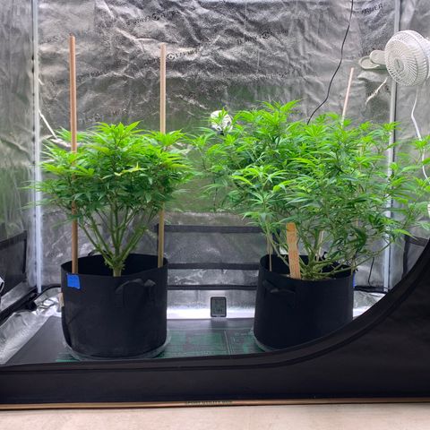 Lemon Pie growlog timeline photo