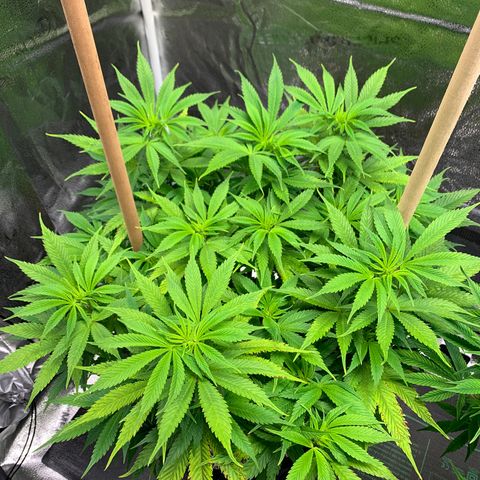 Lemon Pie growlog photo: Light burn, that’s old growth curling up. See teeny yellowing tips on new growth but no spotting