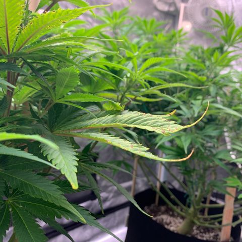 Lemon Pie growlog photo: Light burn, that’s old growth curling up. See teeny yellowing tips on new growth but no spotting