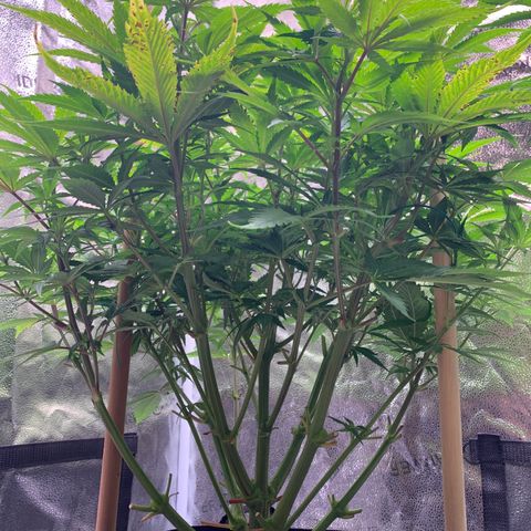 Lemon Pie growlog photo: Light burn, that’s old growth curling up. See teeny yellowing tips on new growth but no spotting