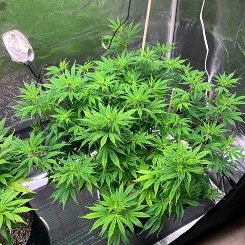 Cherry Blossom CBD growlog photo: She’s not as affected by the lights but seeing some lightening of the leaf color