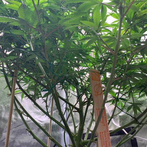 Cherry Blossom CBD growlog photo: She’s not as affected by the lights but seeing some lightening of the leaf color