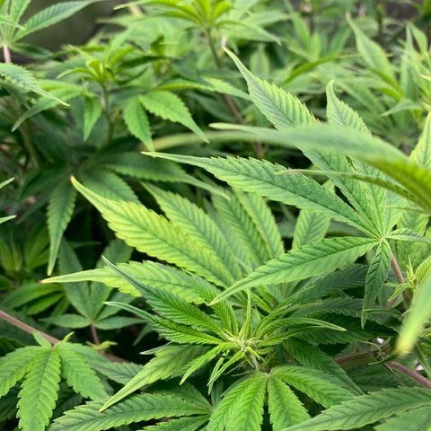 Cherry Blossom CBD growlog photo: She’s not as affected by the lights but seeing some lightening of the leaf color