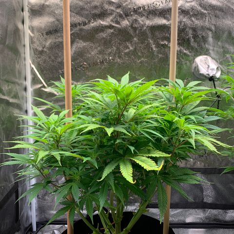 Lemon Pie growlog photo: Note the slight brown spots on those fan leaves near the right stake. 