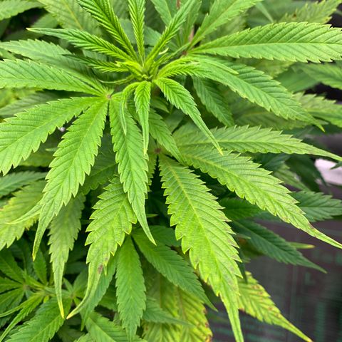Lemon Pie growlog photo: Note the slight brown spots on those fan leaves near the right stake. 