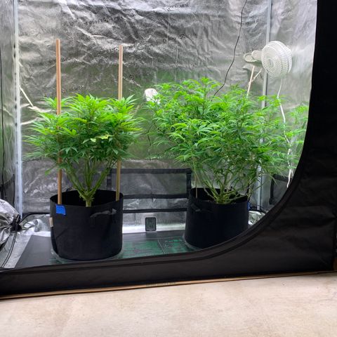 Lemon Pie growlog photo: Still growing well, esp the cherry.  Not changing the light brightness or height. 