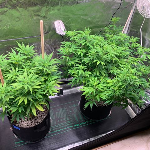 Lemon Pie growlog photo: Still growing well, esp the cherry.  Not changing the light brightness or height. 