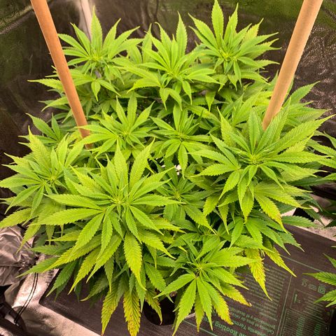 Lemon Pie growlog photo: New growth showing teeny signs of light burn still