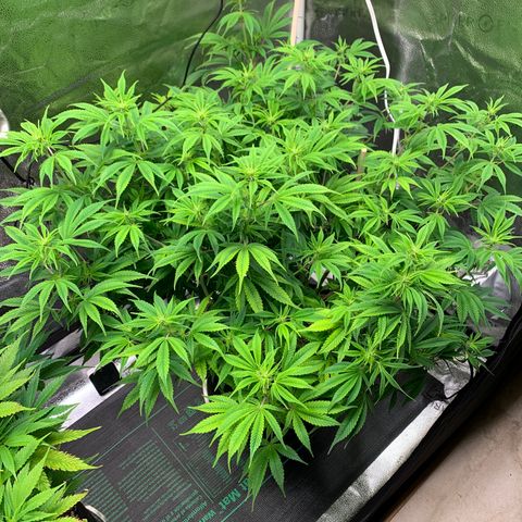 Cherry Blossom CBD growlog photo: Going strong.  Some lightening of the leaves, presumably from light burn