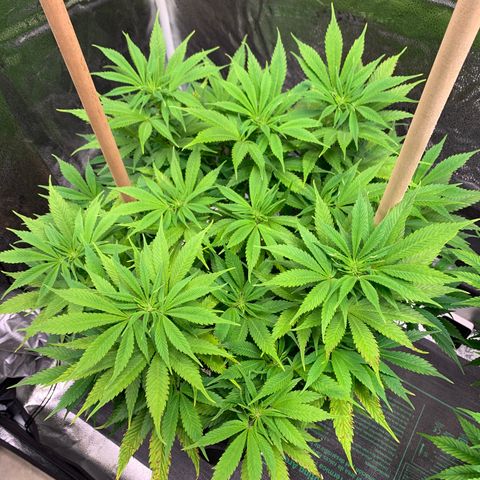 Lemon Pie growlog timeline photo