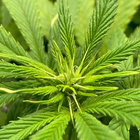 Lemon Pie growlog timeline photo