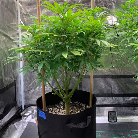 Lemon Pie growlog timeline photo