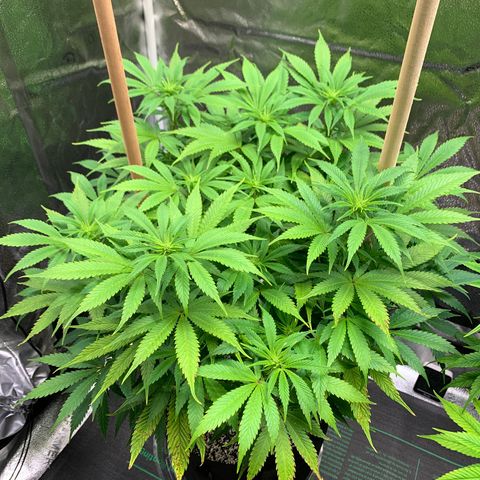 Lemon Pie growlog timeline photo