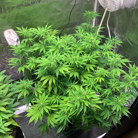 Cherry Blossom CBD growlog timeline photo