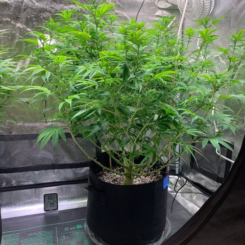 Cherry Blossom CBD growlog timeline photo