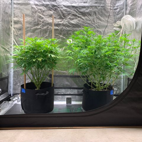Lemon Pie growlog photo: Things are looking good.  Not lowering lights just yet.  Want to wait until after the 3 week defoliation.