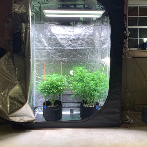 Lemon Pie growlog photo: Things are looking good.  Not lowering lights just yet.  Want to wait until after the 3 week defoliation.