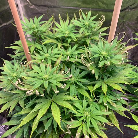 Lemon Pie growlog photo: Light burn fer sure.  Curling showing up yesterday. Angled this ode of the lights away from the Lemon as the Cherry is doing better with this light 