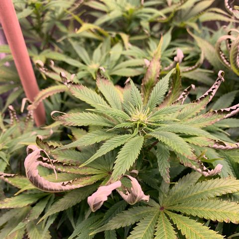 Lemon Pie growlog photo: Light burn fer sure.  Curling showing up yesterday. Angled this ode of the lights away from the Lemon as the Cherry is doing better with this light 