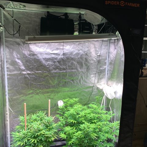 Lemon Pie growlog photo: Light burn fer sure.  Curling showing up yesterday. Angled this ode of the lights away from the Lemon as the Cherry is doing better with this light 