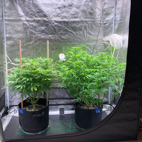 Lemon Pie growlog photo: They’re still growing and doing ok with the light adjustment.  Not seeing and large expansion of lemon curling.  New growth to looks green without any standout brown tips