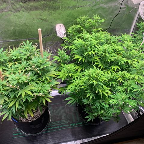 Lemon Pie growlog photo: They’re still growing and doing ok with the light adjustment.  Not seeing and large expansion of lemon curling.  New growth to looks green without any standout brown tips