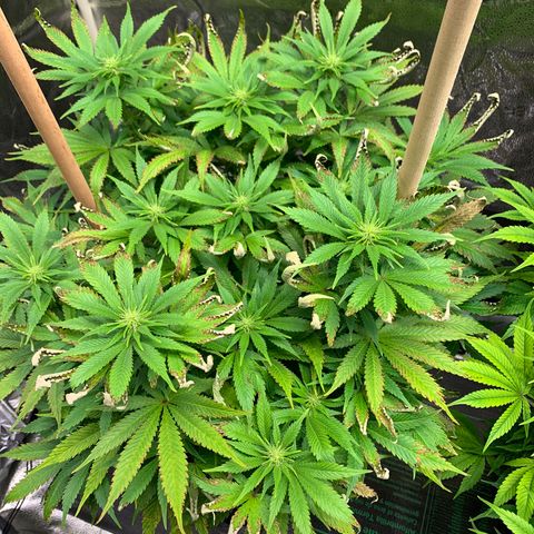 Lemon Pie growlog photo: She’s making the best of it.  Buds are coming in.  Seems to be taking the light better now that it’s angled away