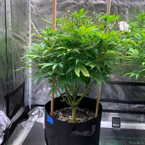Lemon Pie growlog photo: She’s making the best of it.  Buds are coming in.  Seems to be taking the light better now that it’s angled away