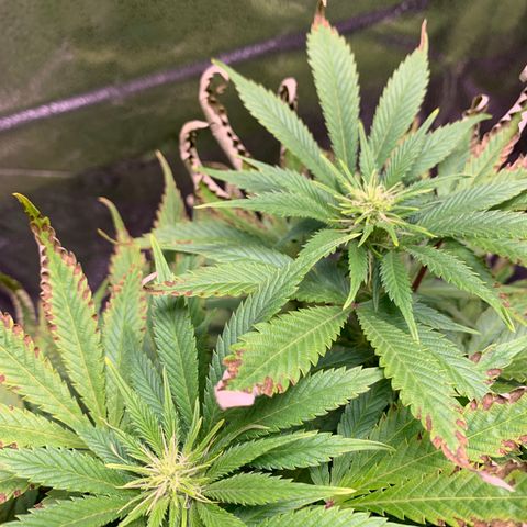 Lemon Pie growlog photo: She’s making the best of it.  Buds are coming in.  Seems to be taking the light better now that it’s angled away
