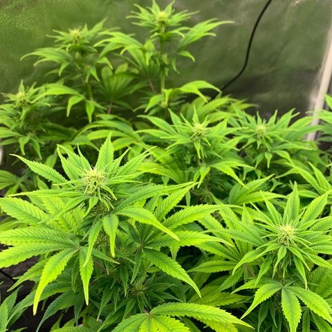 Cherry Blossom CBD growlog photo: Grwoing really well, buds are all over the place, and not reacting poorly to the light angled in her direction 