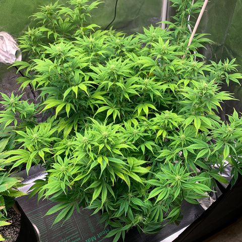 Cherry Blossom CBD growlog photo: Grwoing really well, buds are all over the place, and not reacting poorly to the light angled in her direction 