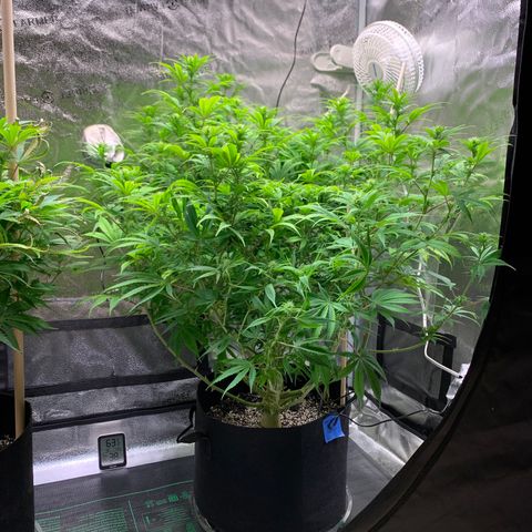 Cherry Blossom CBD growlog photo: Grwoing really well, buds are all over the place, and not reacting poorly to the light angled in her direction 